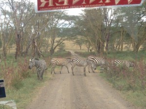 シマウマが道を平気で横断してくる